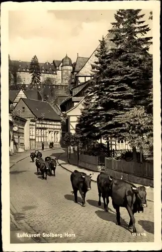 Ak Stolberg Südharz, Straßenpartie, Austrieb der Kühe