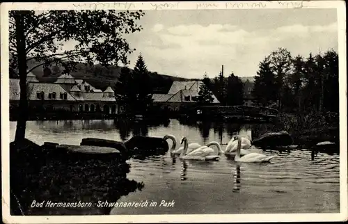 Ak Pömbsen Bad Driburg in Westfalen, Bad Hermannsborn, Schwanenteich im Park