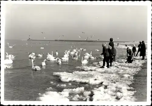 Foto Ak Warnemünde Rostock in Mecklenburg, Partie am Meer, Schwäne