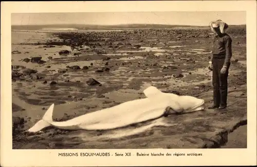 Ak Missions Esquimaudes, Baleine blanche des regions arctiques, Weißwal