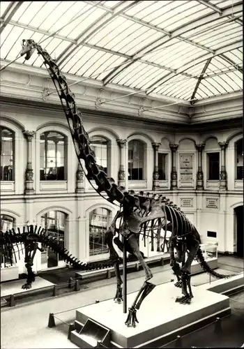 Ak Berlin Mitte, Museum für Naturkunde, Invalidenstraße 43, Riesensaurier Brachiosaurus brancai