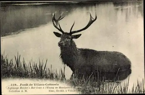 Ak Villers Cotterêts Aisne, Foret, Equipage Menier, Hirsch