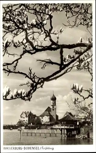 Ak Wasserburg am Bodensee Schwaben, Aufnahme d. Halbinsel im Frühling