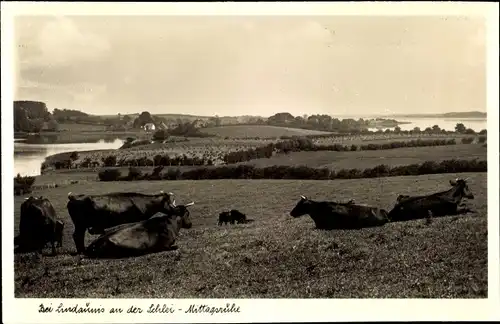 Ak Lindaunis Boren an der Schlei Angeln, Kühe