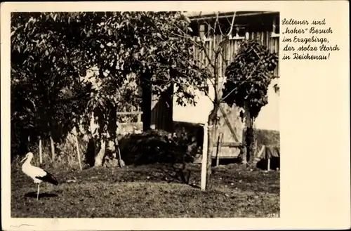 Ak Reichenau im Erzgebirge, der stolze Storch