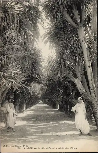 Ak Algier Alger Algerien, Jardin d'Essai, Allée des Ficus
