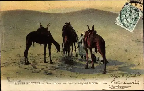 Ak Scenes et Types, Dans le Desert, Chameau mangeant le Drin, Maghreb