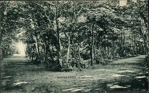 Ak Nordseebad Norderney Ostfriesland, Waldpartie
