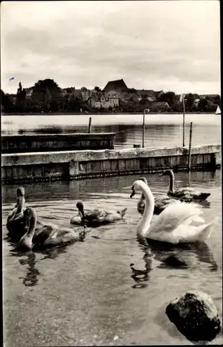 Ak Prenzlau in der Uckermark, Am unteren Uckersee, Schwäne