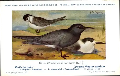 Künstler Ak Dupond, Hub., Chlidonias niger niger, Trauerseeschwalbe