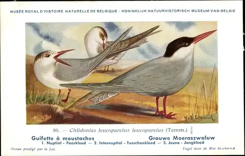Künstler Ak Dupond, Hub., Chlidonias leucopareius, Graue Seeschwalbe