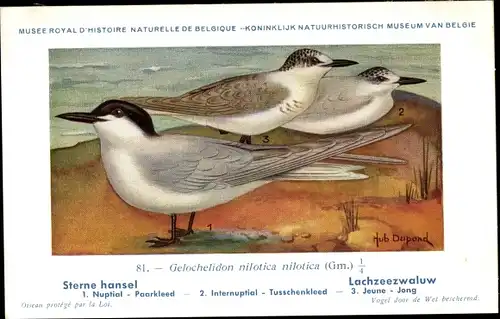 Künstler Ak Dupond, Hub., Gelochelidon nilotica nilotica, Lachzeezwaluw Nr. 81