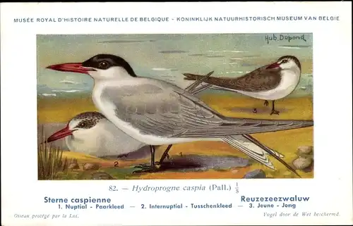 Künstler Ak Dupond, Hub., Sterne caspienne, Reuzezeezwaluw, Nr. 82