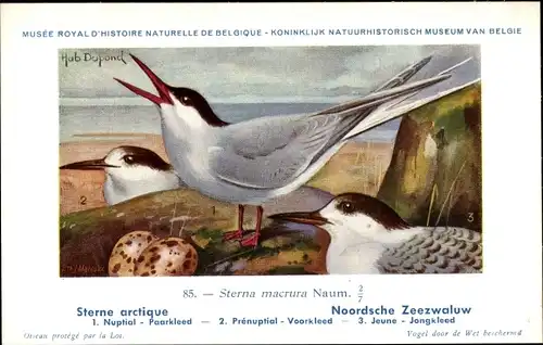 Künstler Ak Dupond, Hub., Sterna macrura Naum, Noordsche Zeezwaluw, Nr. 85