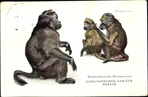 Künstler Ak Südafrikanische Bärenpaviane, Zoologischer Garten Berlin