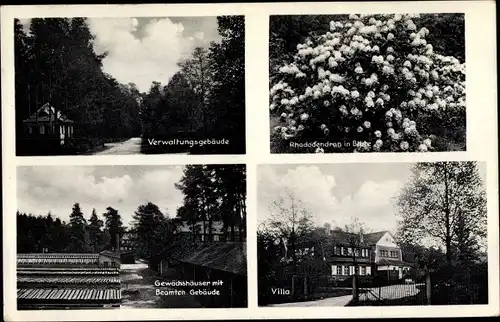 Ak Grüngräbchen Schwepnitz Sachsen, Gärtnerei Seidel, Rhododendren, Gewächshaus