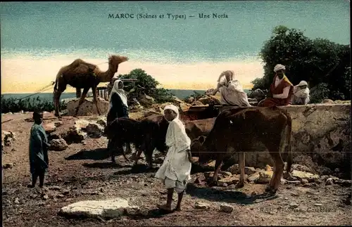 Ak Marokko, Maghreb, Kamel, Einheimische, Kühe