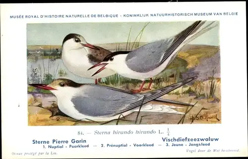 Künstler Ak Dupond, Hub., Sterna hirundo hirundo, Vischdiefzeezwaluw Nr. 84