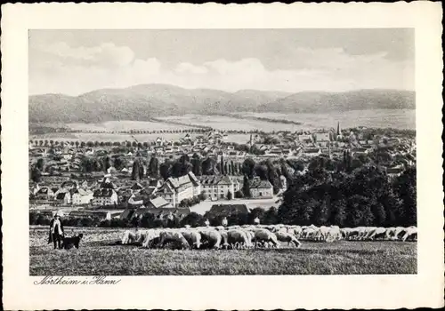 Ak Northeim in Niedersachsen, Panoramablick, Schafe weiden, Schäfer