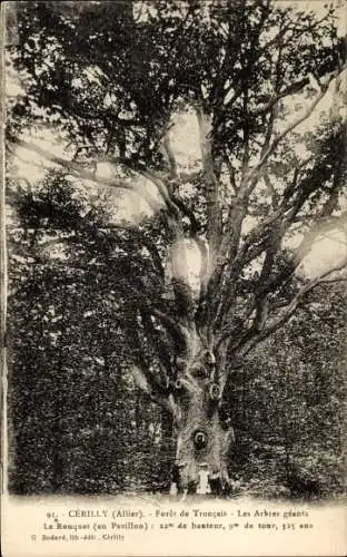 Ak Cérilly Allier, Foret de Troncais, les Arbres géants, Le Ronquet