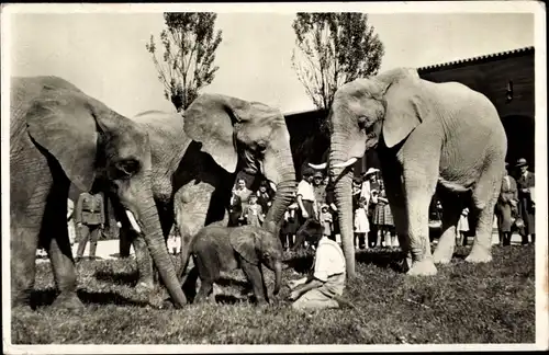 Ak München, Tierpark Hellabrunn, Afrikanische Elefanten mit Elefantenbaby Adam