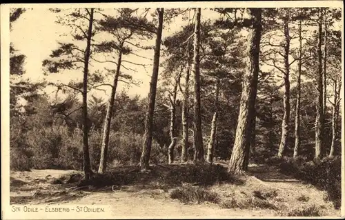 Ak Obernai Elsass Bas Rhin, Odilienberg Mont Sainte Odile, Elsberg, Waldpartie