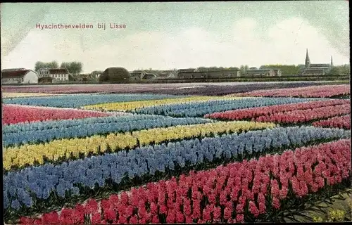 Ak Lisse Südholland, Hyacinthenvelden, Blumenfeld