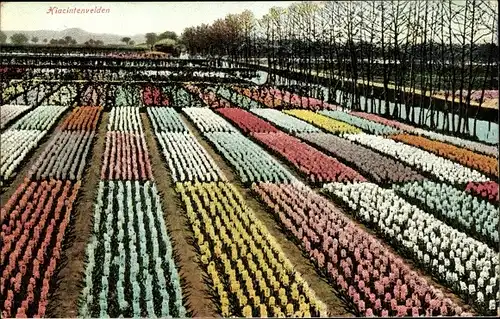 Ak Lisse Südholland, Hyacinthenvelden, Blumenfeld