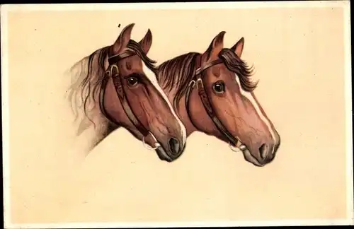 Ak Zwei Pferde, Tier-Portrait, Pferd-Portrait