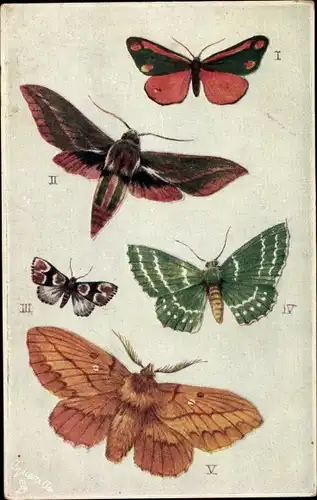 Künstler Ak British Moths, Elephant Hawk, Marsh Carpet, Large Emerald, Drinker, Motten
