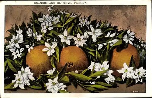 Ak Florida USA, Oranges and Blossoms