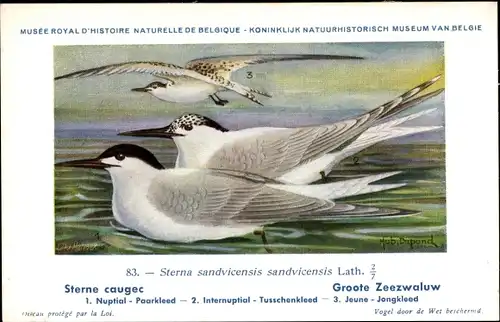 Künstler Ak Dupond, Hub., Sterna sandvicensis sandvicensis, Groote Zeezwaluw Nr. 83
