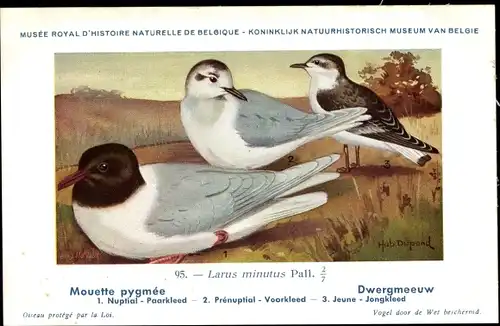 Künstler Ak Dupond, Hub., Mouette pygmee, Dwergmeeuw, Nr. 95