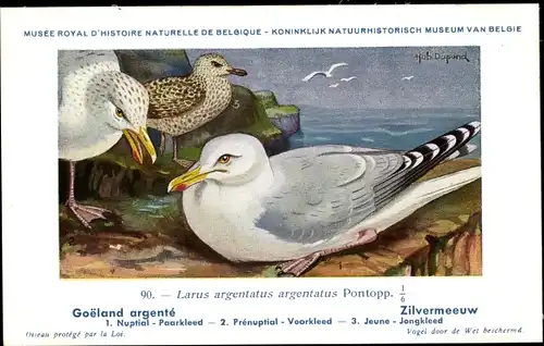 Künstler Ak Dupond, Hub., Larus argentatus, Silbermöwe
