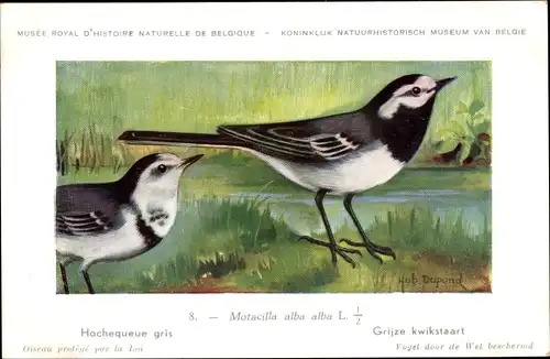 Künstler Ak Dupond, Hub., Motacilla alba alba, Grijzo Kwikstaart Nr. 8