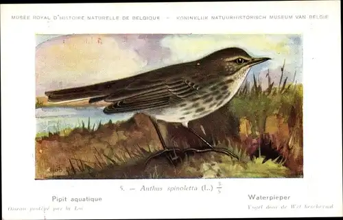 Künstler Ak Dupond, Hub., Anthus spinoletta, Waterpieper Nr. 5