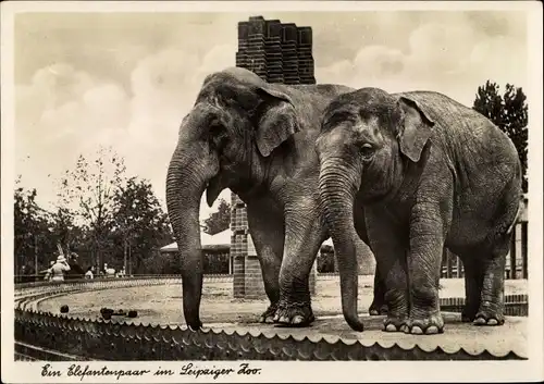 Ak Leipzig, Zoologischer Garten, Elefantenpaar