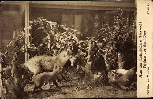 Ak Hansestadt Bremen, Städtisches Museum für Natur-, Völker- und Handelskunde, Füchse