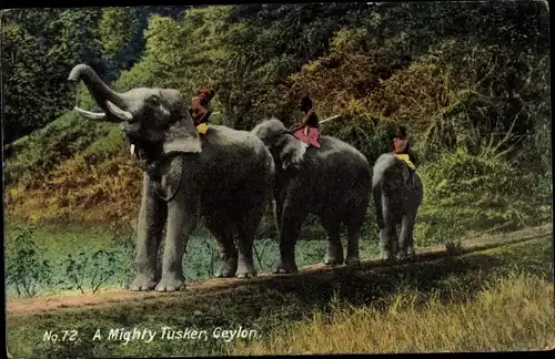 Ak Ceylon Sri Lanka, A mighty Tusker, Elefant