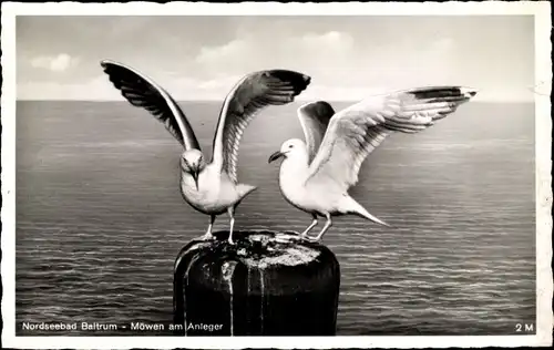 Ak Baltrum, Möwen am Anleger