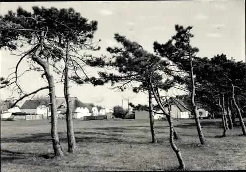 Ak Neuendorf Insel Insel Hiddensee in der Ostsee, Siedung, Häuser, Bäume