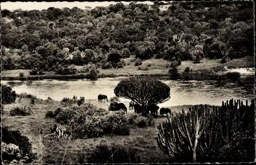 Ak Faune Africaine, Troupeau d'Elephants a l'ambre des euphorbes