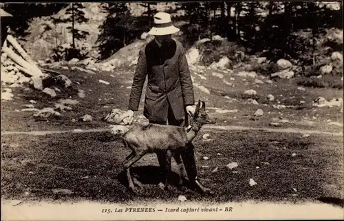 Ak Ley Pyrenees, Isard capture vivant, Ziege, Pyrenäen-Gämse