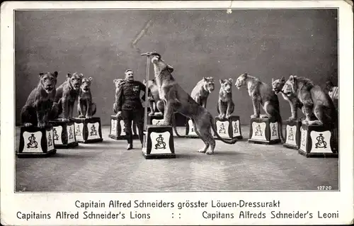 Ak Capitain Alfred Schneiders größter Löwen Dressurakt