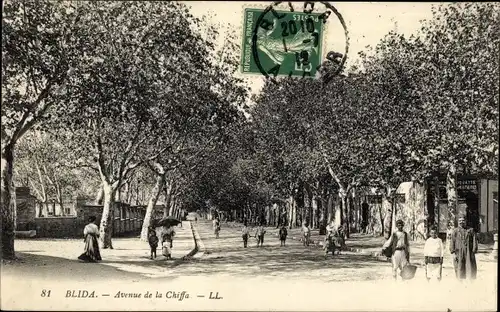 Ak Blida Algerien, Avenue de la Chiffa