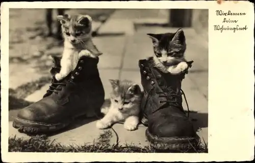 Ak Wir kennen keine Wohnungsnot, Kätzchen in Schuhen, Hauskatzen