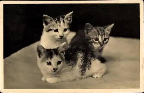 Ak Drei kleine Katzen, Katzen-Geschwister