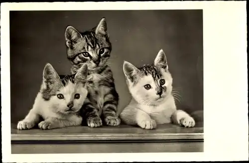 Ak Drei Katzen, Katzen-Geschwister