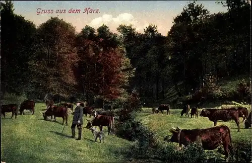 Ak Gruss aus dem Harz, Kühe, Wiese