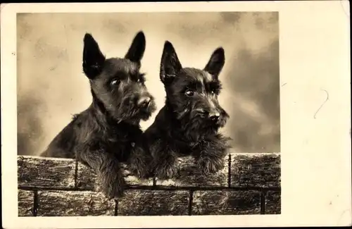 Ak Zwei Hunde, Mauer, Schwarze Terrier